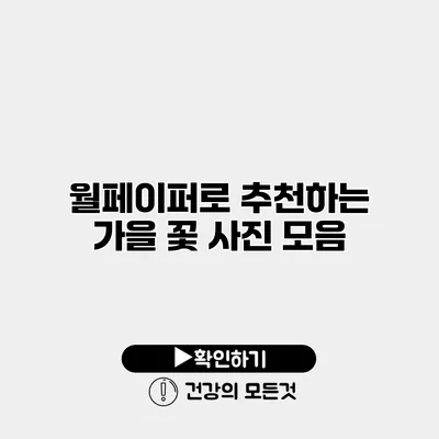 월페이퍼로 추천하는 가을 꽃 사진 모음
