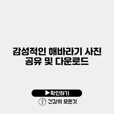 감성적인 해바라기 사진 공유 및 다운로드