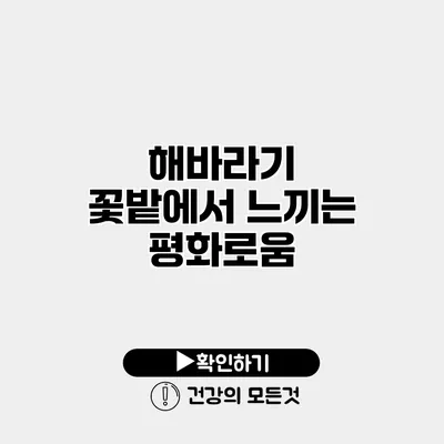 해바라기 꽃밭에서 느끼는 평화로움